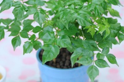 腐叶土是什么？腐叶土的制作方法详解