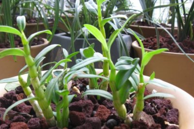 石斛怎么养才好？家庭养殖盆栽石斛的种植技巧