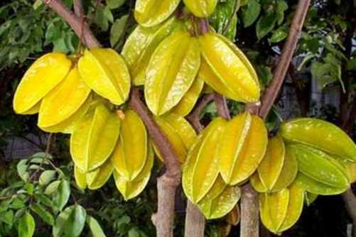 杨桃的功效与作用，你知道吗？吃杨梅能治病