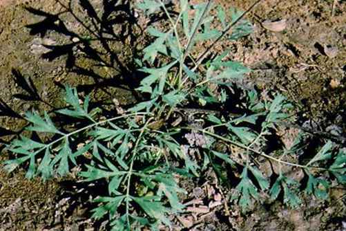 防风的功效与作用，防风既能发汗又能止汗的神奇草药