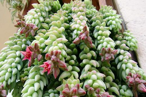 小玉珠帘怎么养？萌你一脸的的小玉珠帘,你剁手了吗