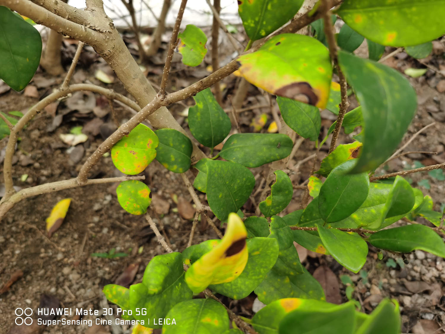 女贞之木，一名冬青——女贞盆景