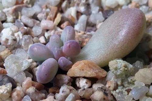 多肉繁殖的常用手段，学会多肉繁殖秒变多肉大户