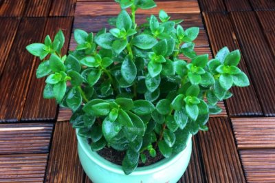 金鱼吊兰夏天怎么养护