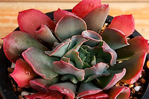 多肉粉红天使的养殖方法,又粉又萌你招架得住吗？