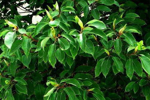 香樟树的作用与功效，香樟树周身都是宝可祛风、除湿及解毒