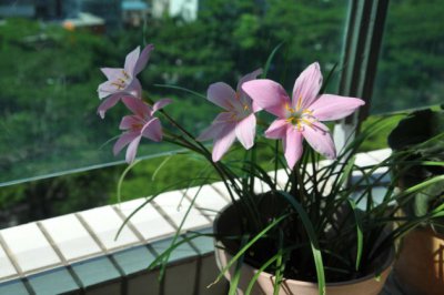 风雨兰的养殖方法和注意事项