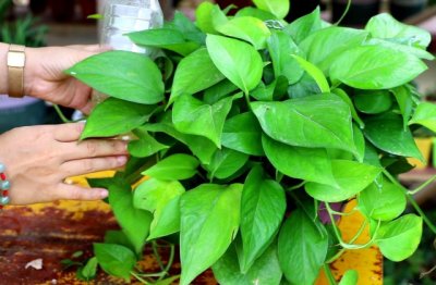 绿萝不长是什么原因