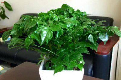 幸福树春天怎么养？幸福树春季养殖方法和注意事项