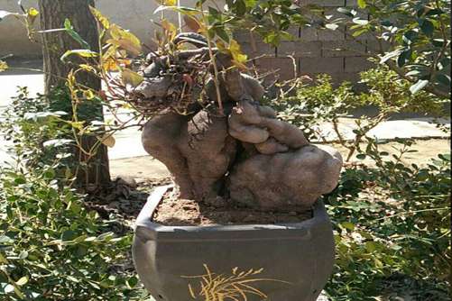 何首乌怎么吃最好，何首乌这样吃才能发挥最大功效