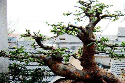 榆钱树的风水作用，榆钱树又叫摇钱树，想发财的朋友看过来