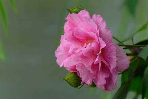 芙蓉花的作用，芙蓉花的功效和食用方法介绍
