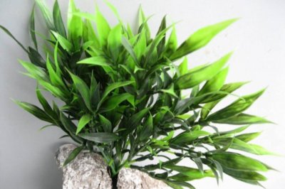 富贵竹叶子发黄怎么回事？富贵竹叶子发黄怎么办？