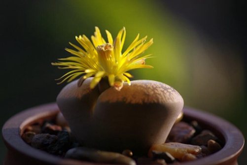 生石花养护注意事项  让你的生石花呈现出不一样的美