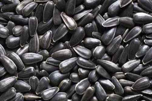 葵花籽热量高不高？减肥的人吃葵花籽适合吗