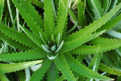 芦荟冬天怎么养？芦荟冬季的养殖方法和注意事项