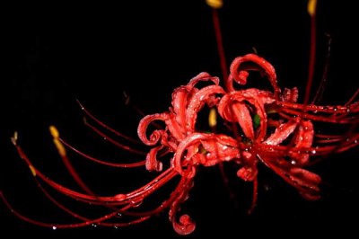 彼岸花为什么叫死人花？彼岸花的传说告诉你彼岸花为啥叫地狱花