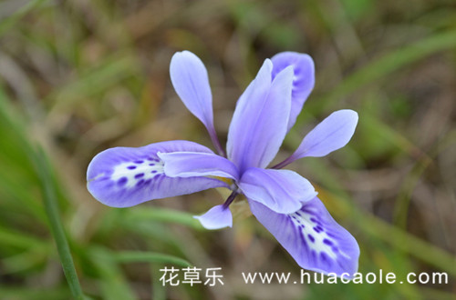 鸢尾花花语大全：各色鸢尾花花语是什么