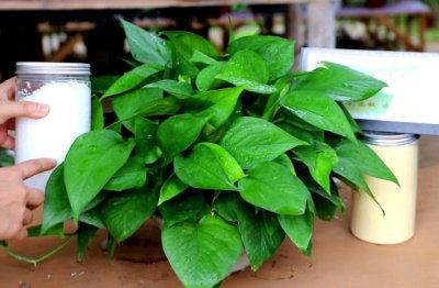 绿萝不长藤是怎么回事