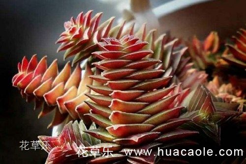 多肉植物怎么养 多肉茜之塔篇