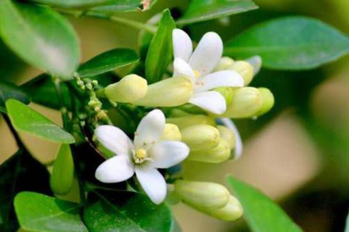 七里香花有毒吗？没有毒，还能净化空气