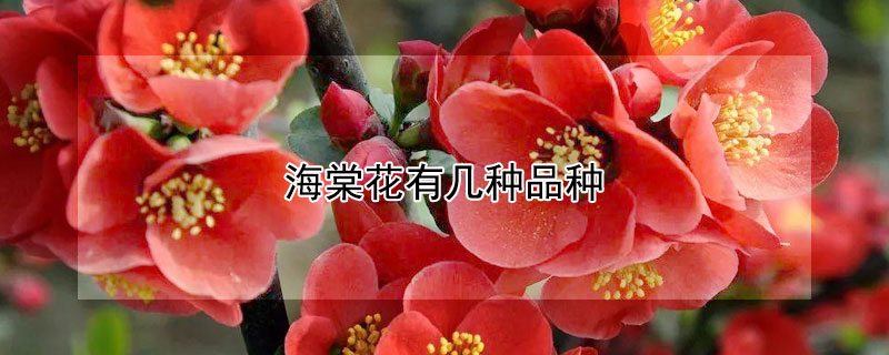海棠花有几种品种