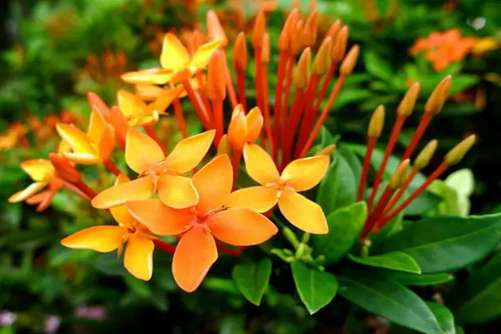 仙丹花养殖方法，仙丹花学会这几点分分钟爆盆