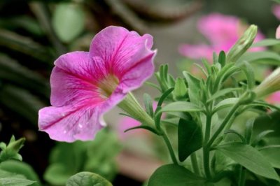 不再养花，改种生姜？对不起，你可能连生姜都养不活！