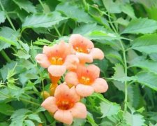 敬佩和声誉、慈母之爱：紫葳花语（凌霄花花语）