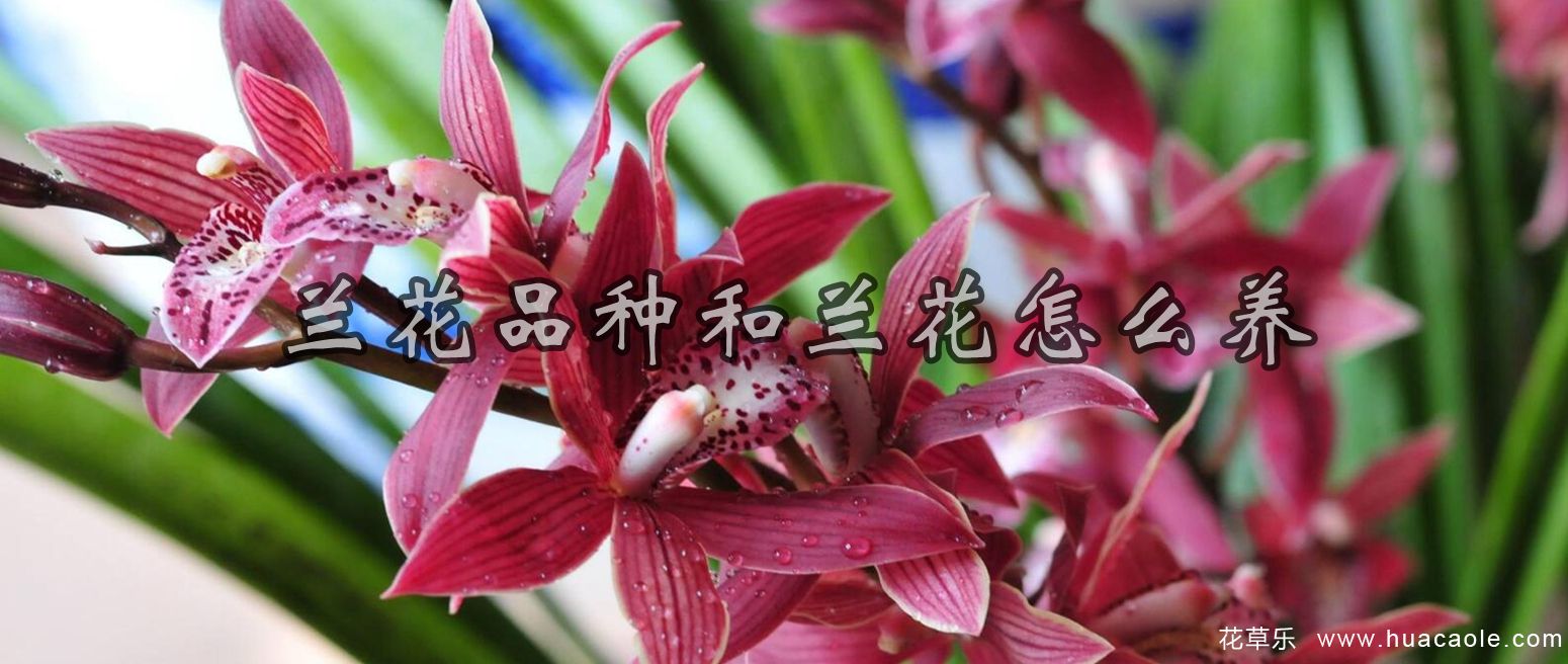 怎样选购兰花,兰花怎么养才能年年开花