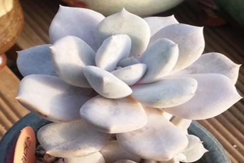 提拉米苏多肉怎么养？提拉米苏我不光是蛋糕还是多肉哦