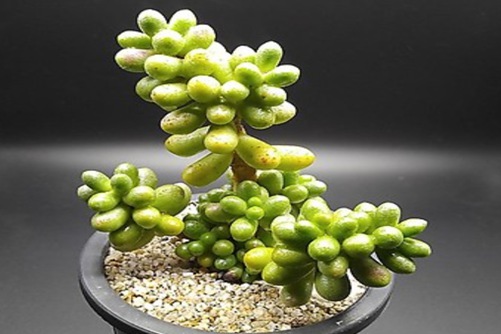 绿龟之卵养殖方法，串起来的绿意