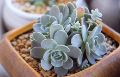 子持莲华冬天怎么养 子持莲华过冬养护方法