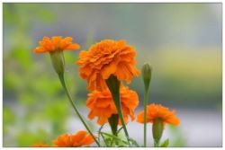 春天适合种什么花