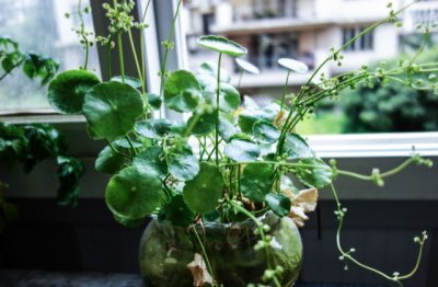 铜钱草怎么养才能爆盆