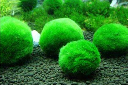 七夕情人节要送什么多肉植物？情人节是送玫瑰还是多肉植物呢