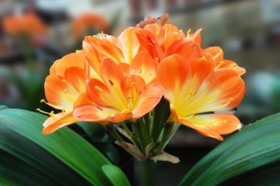 秋天君子兰怎么养？君子兰的养殖方法和注意事项