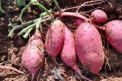 红薯的种植方法 想要红薯高产,必须注意这五点