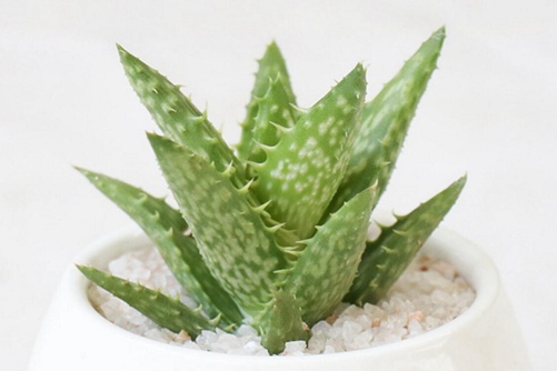 翡翠殿怎么养,翡翠殿的养殖方法介绍