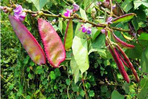 扁豆中毒怎么办?扁豆中毒别急，用这些方法保管有用