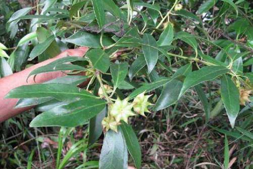 八角树苗介绍，八角树苗需要几年挂果