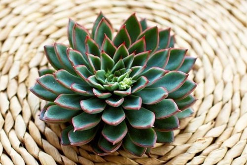 十二星座的多肉植物 哪款多肉代表你的星座