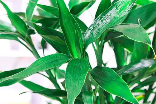 富贵竹冬天怎么水养？做好这几点富贵竹冬天一样绿油油