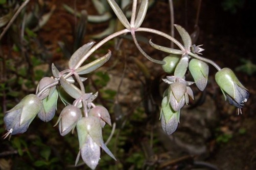 极乐鸟多肉怎么养？极乐鸟给点阳光和土壤我就灿烂！