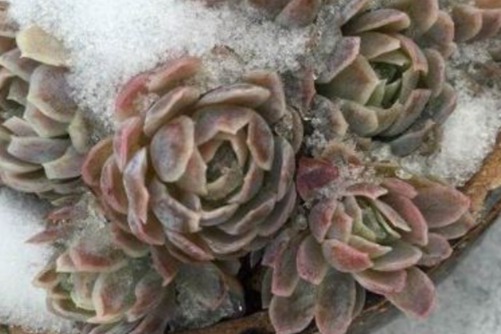多肉植物冻伤了怎么办？千万别扔，试试以下的方法