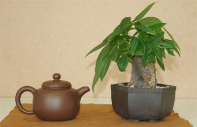 发财树怎么养？发财树的养殖方法和注意事项