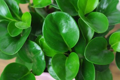 豆瓣绿怎么养长得好