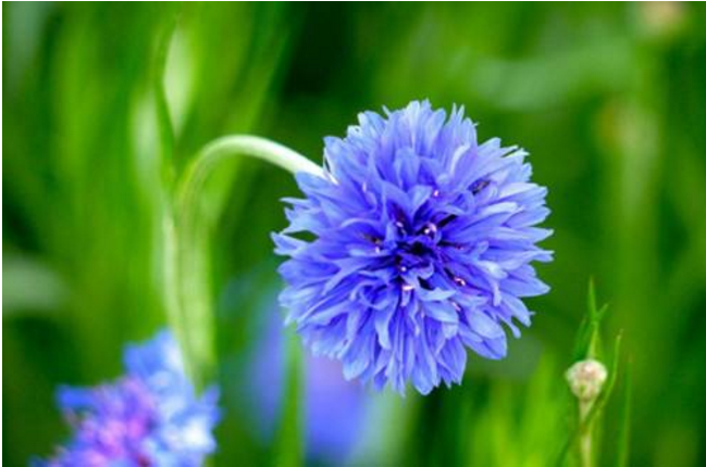 花语大全：矢车菊花语及传说