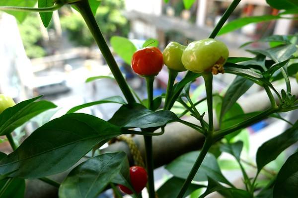 引人注目：观赏辣椒花语