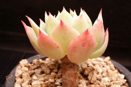 三色堇多肉怎么繁殖？用对方法多到花盆都不够用